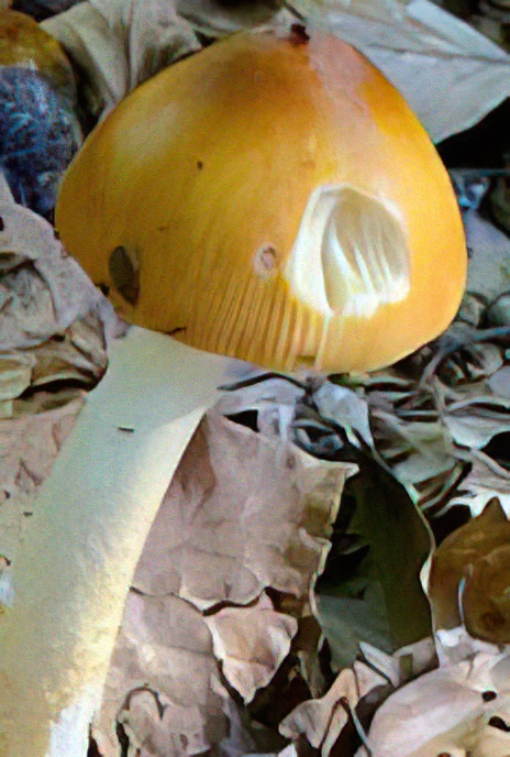 Tawny Grisette