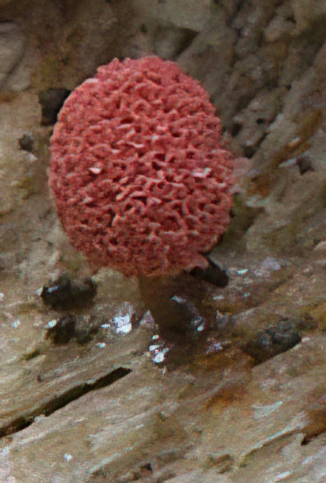 Red Slime Mould