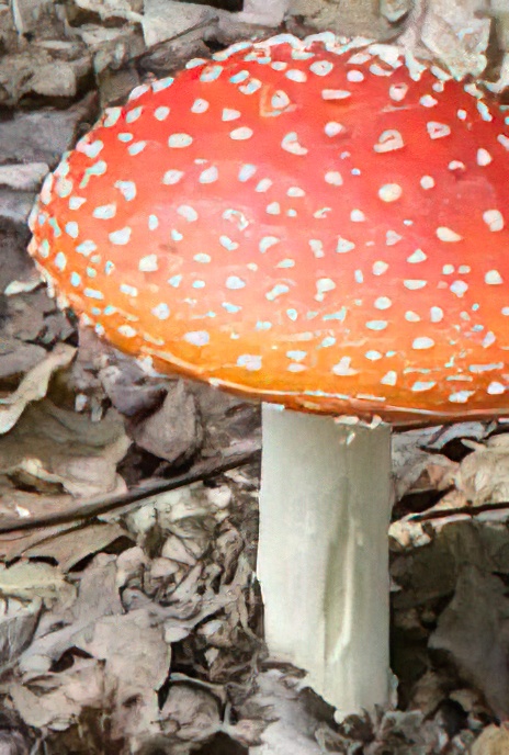 Fly Agaric
