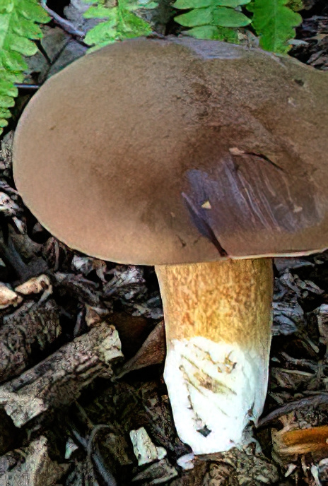 Bay Bolete
