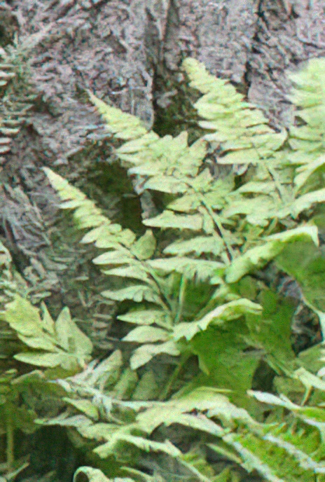 Male Fern