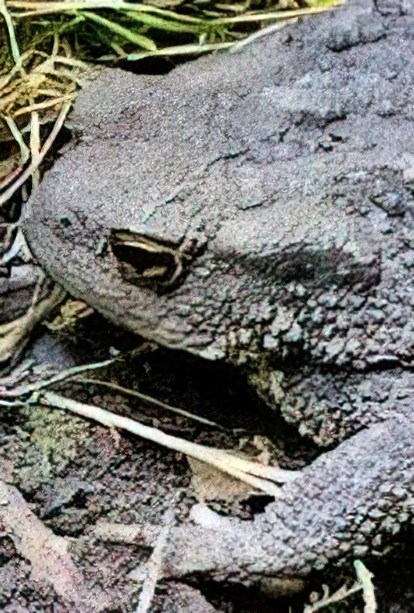 Common Toad