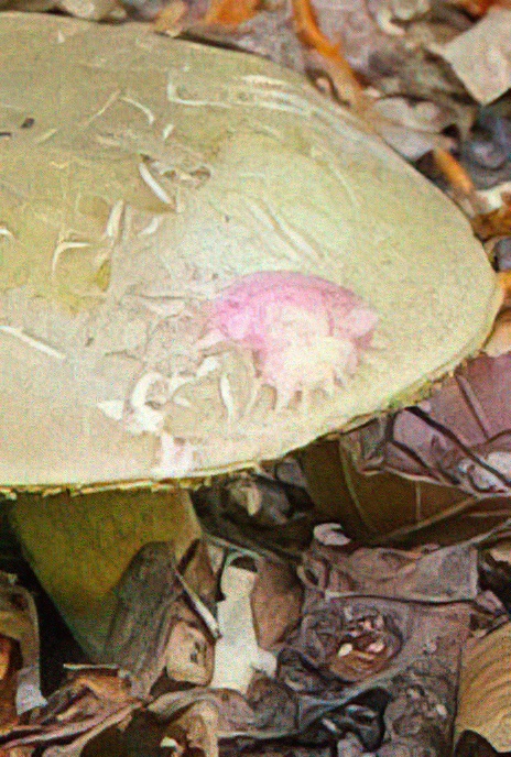 Red-cracked Boletus