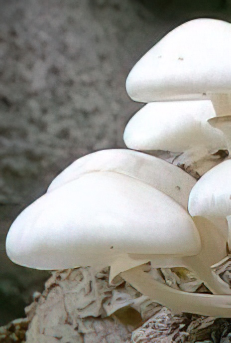 Porcelain Fungus