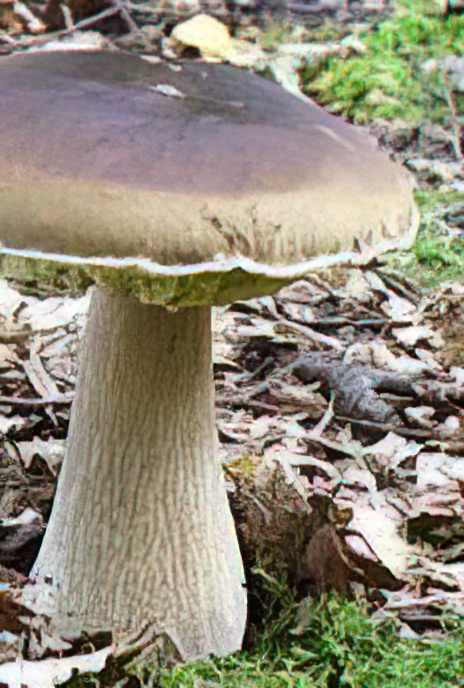 Penny Bun or Cep