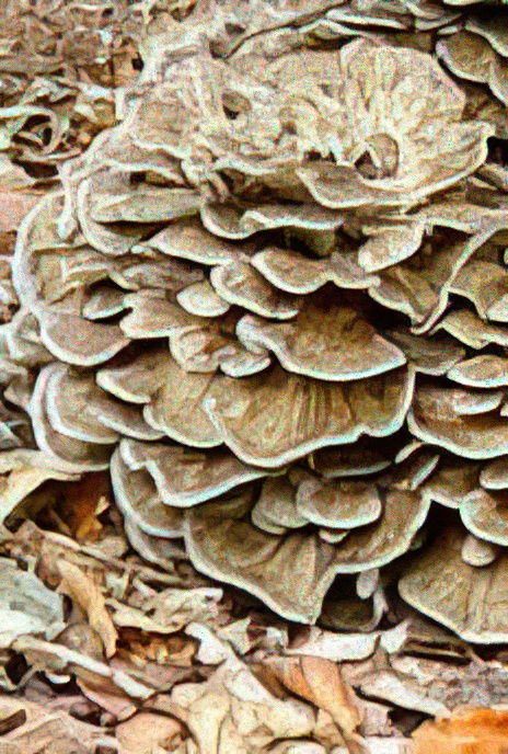 Hen-of-the-Woods