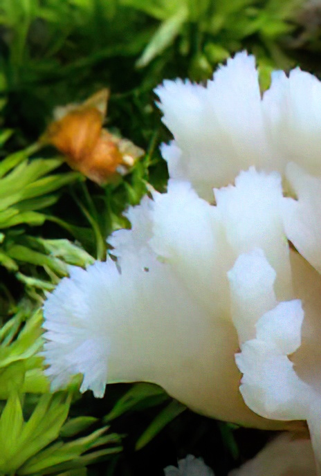 Crested Coral Fungus