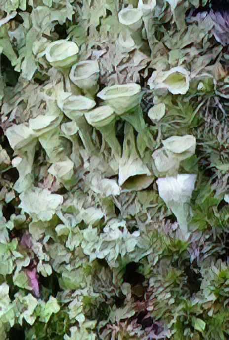 Cup Lichen