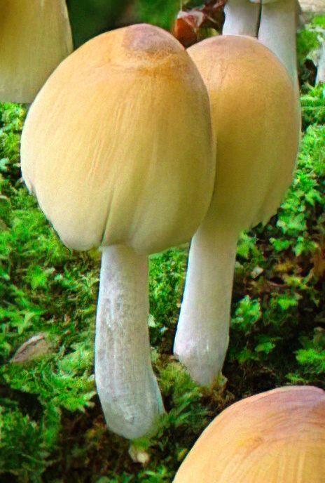 Glistening Inkcap