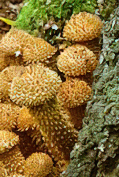 Shaggy Scalycap