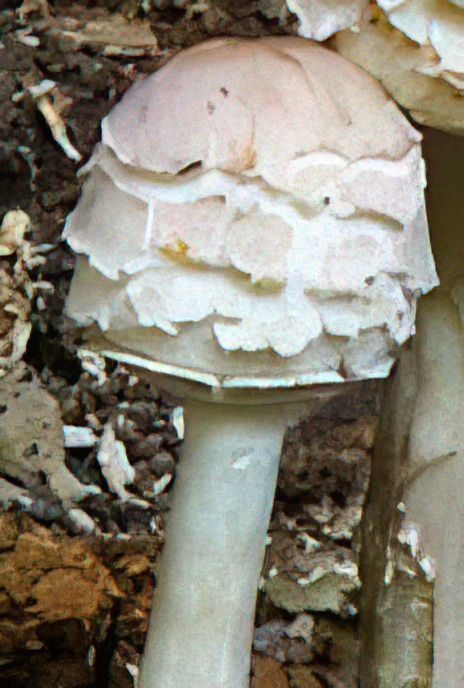 Shaggy Parasol
