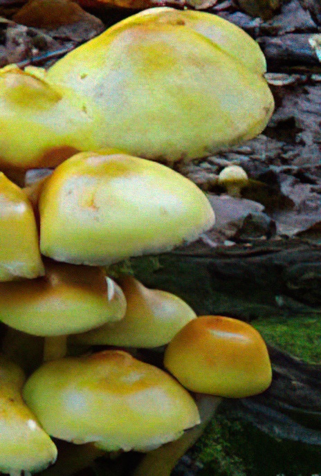 Sulphur Tuft