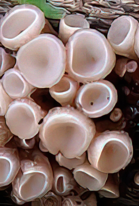 Beech Jelly Disc