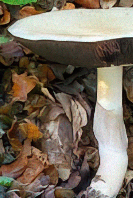 Horse Mushroom