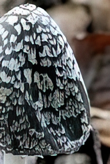 Magpie Inkcap