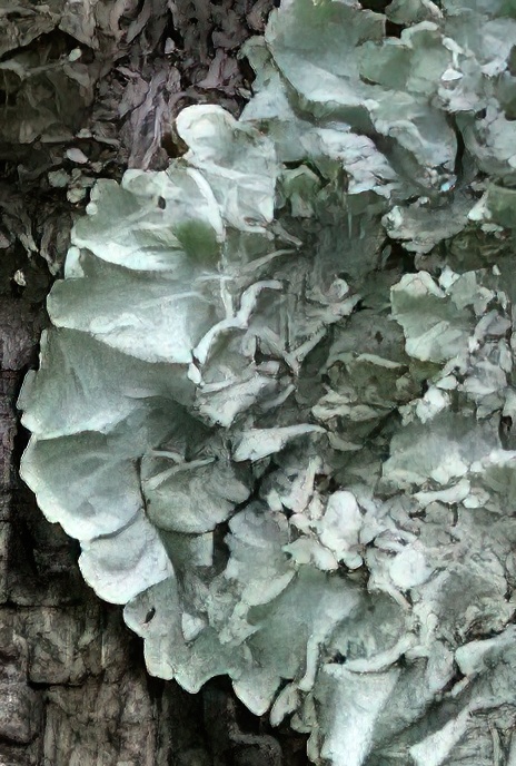 Green Shield Lichen