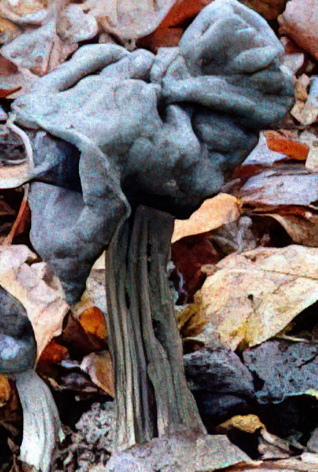 Black Helvella or Black Elfin Saddle