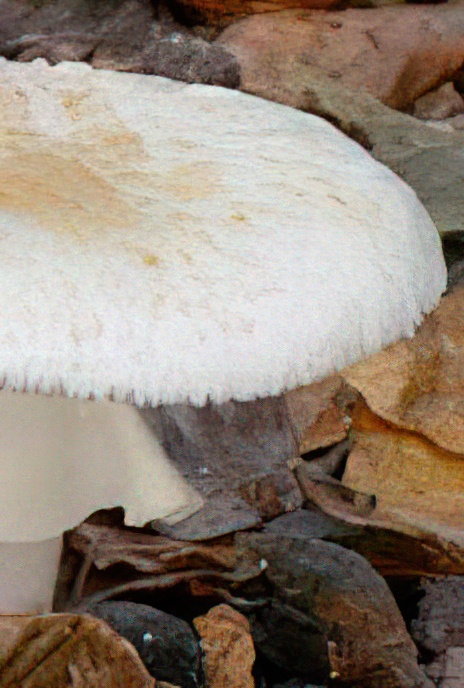False Deathcap