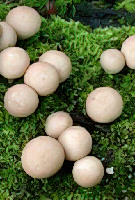 Stump Puffball