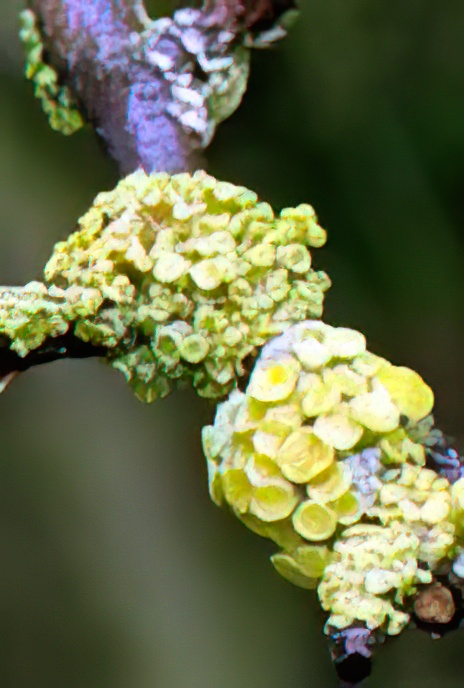 Pin-cushion Sunburst Lichen