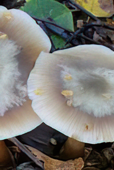 Butter Cap