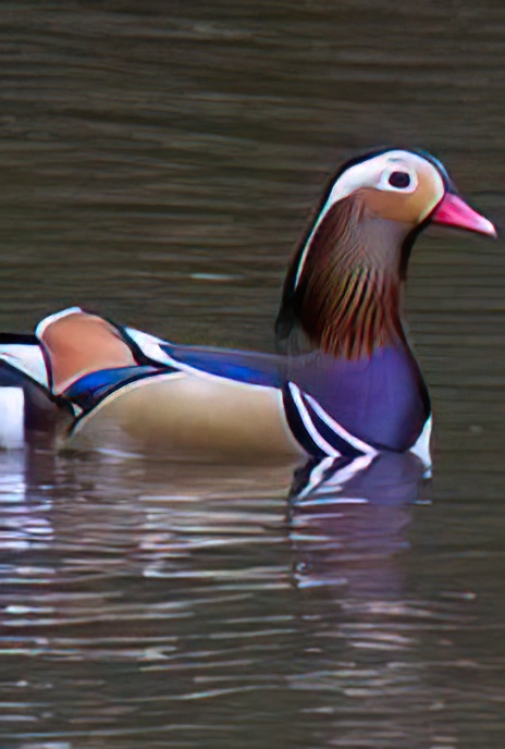 Mandarin Duck