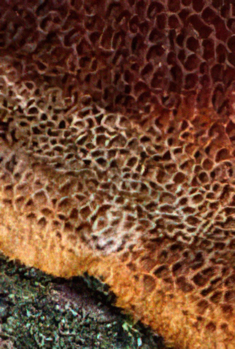 Cinnamon Porecrust or Suede Polypore