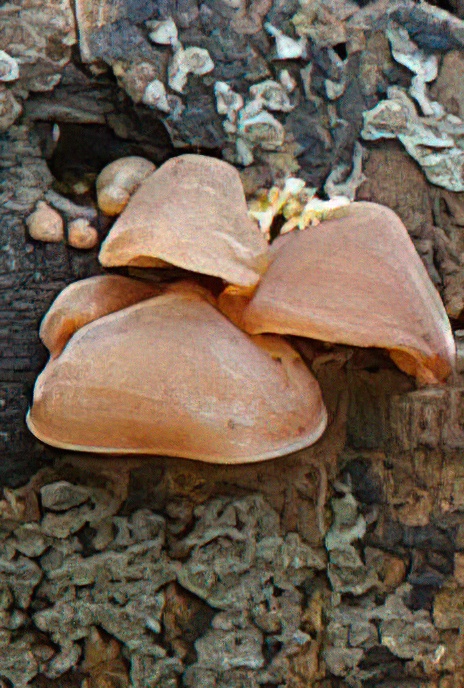 Jelly Ear Fungus