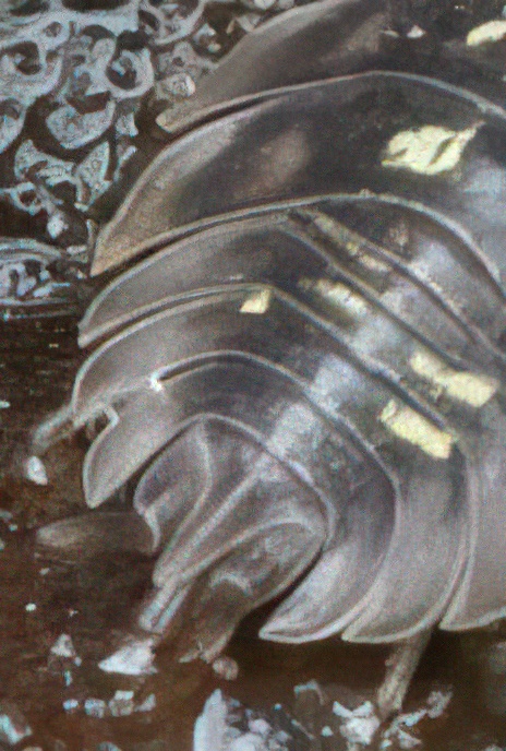 Common Shiney Woodlouse