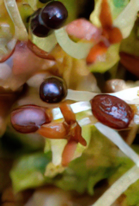 Toothed Crestwort