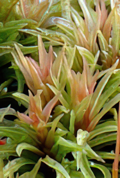 Common Smoothcap