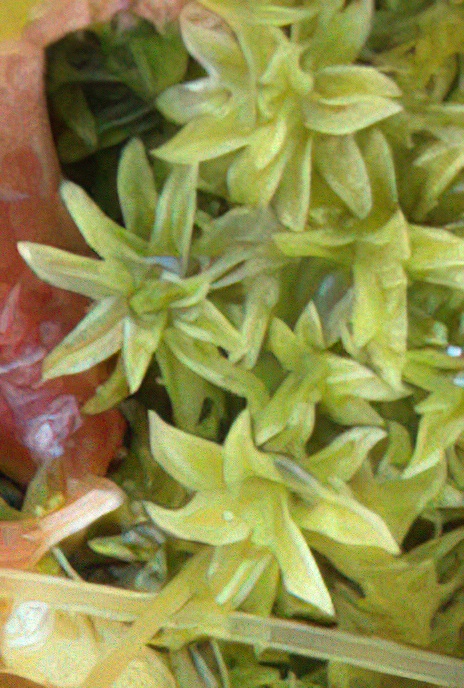 Lesser Bird’s-claw Beard-moss