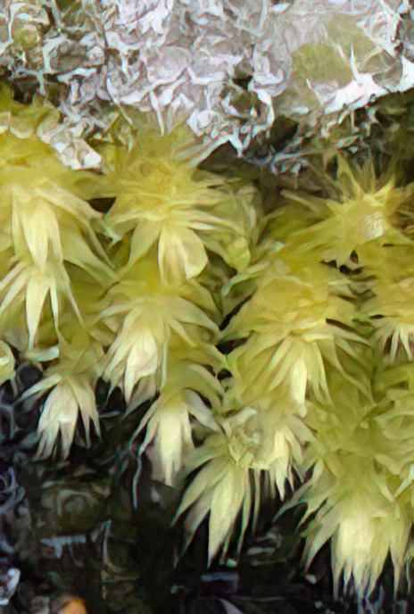 Rough-stalked Feather-moss