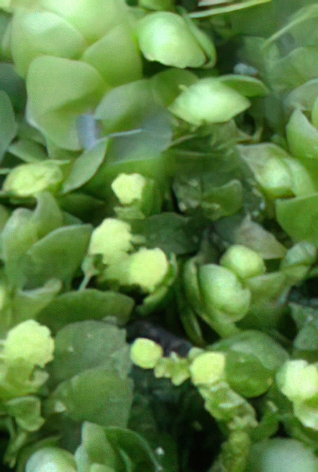 Common Pouchwort