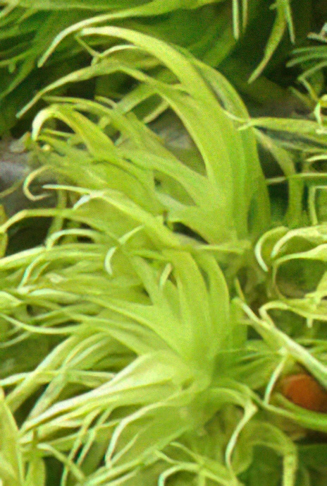 Broom Fork-moss