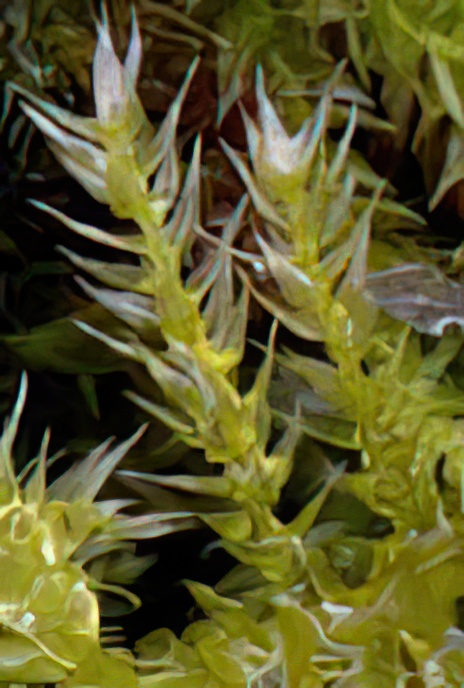 Common Feather-moss