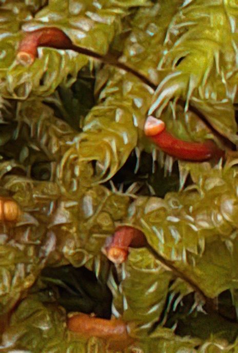 Cypress-leaved Plait-moss