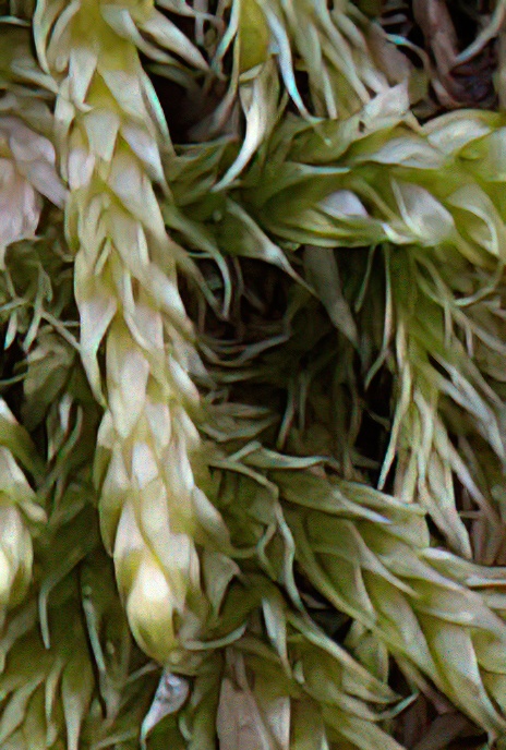 Filiform Plait-moss