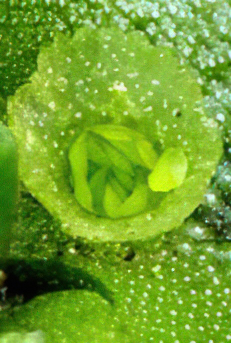Umbrella Liverwort