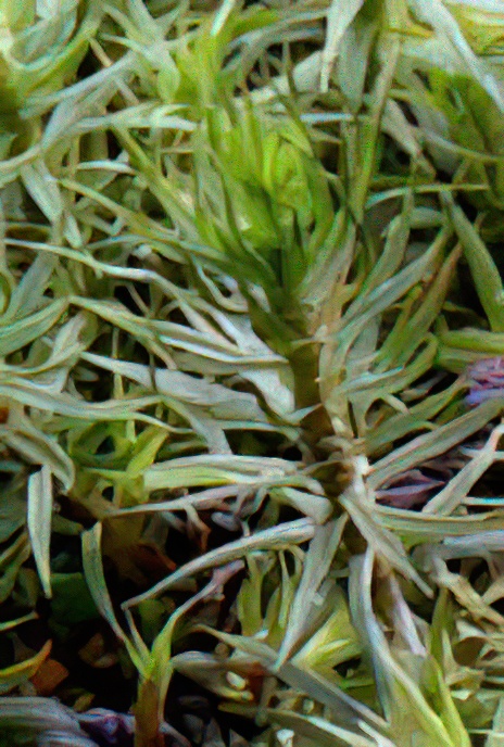 Bank Hair-cap Moss