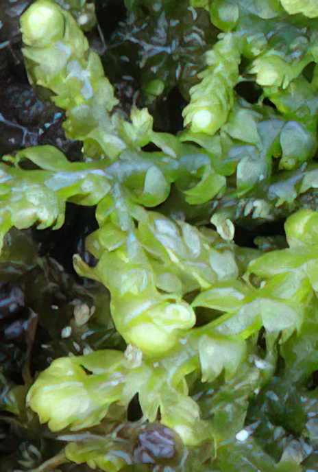 Creeping Fingerwort