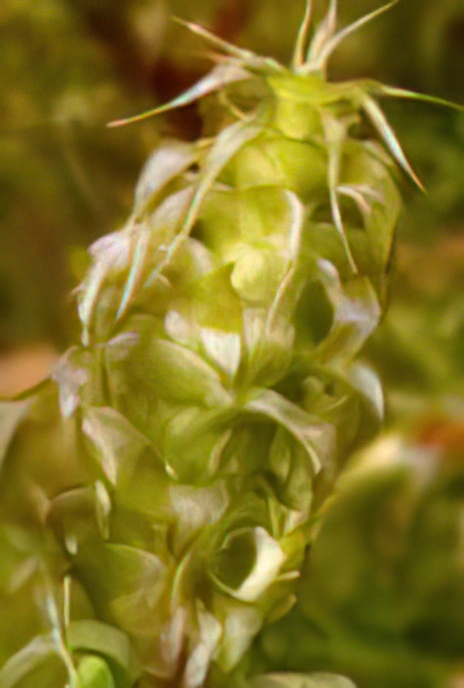 Springy Turf-moss