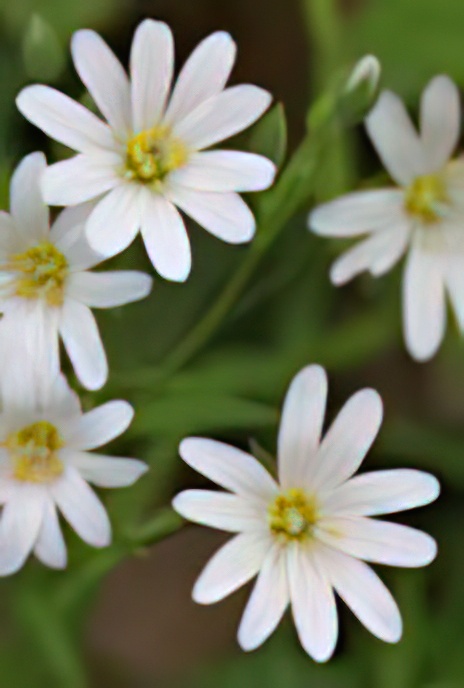Greater Stitchwort