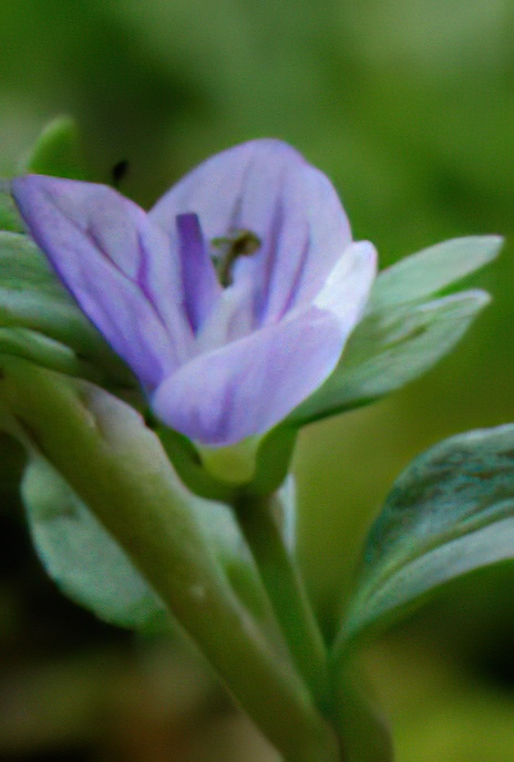 Thyme-leaved Speedwell