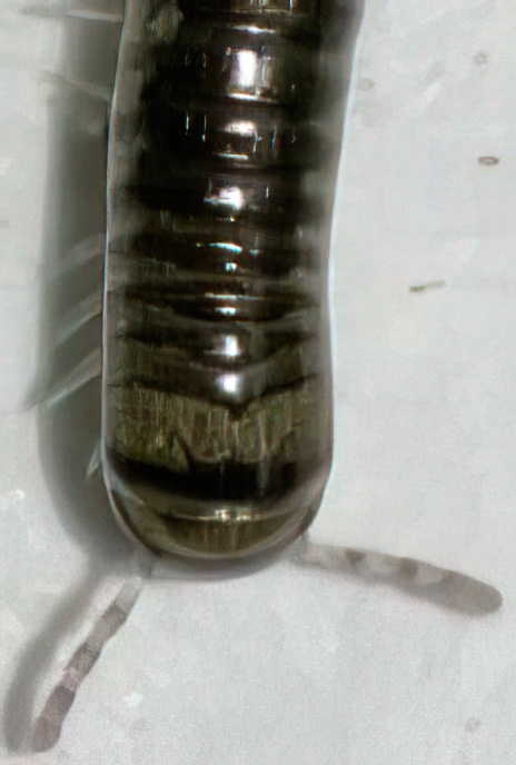 Tree Millipede