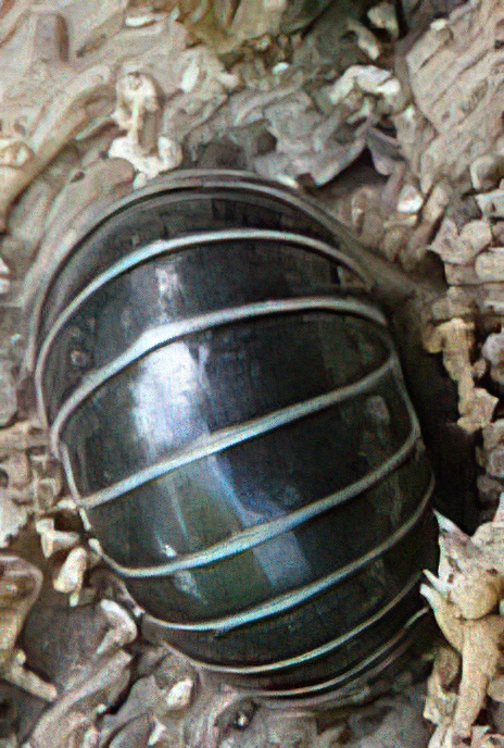 Pill Millipede