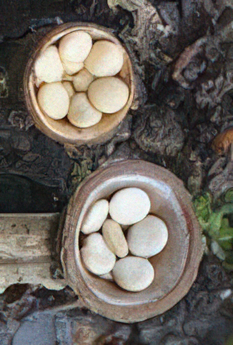 Common Bird’s Nest