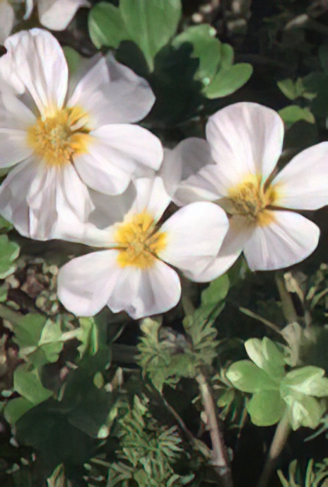 Water Crowfoot