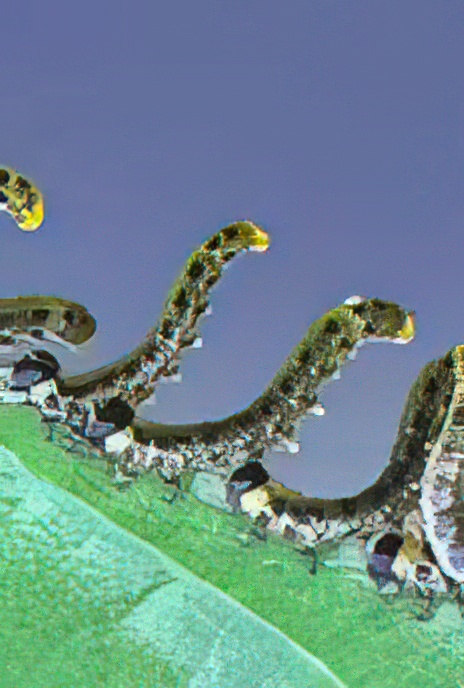 Birch Sawfly (larvae)