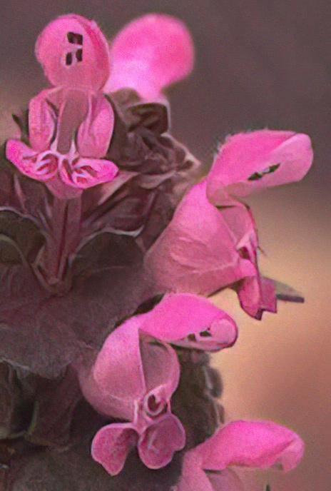 Red Dead-nettle